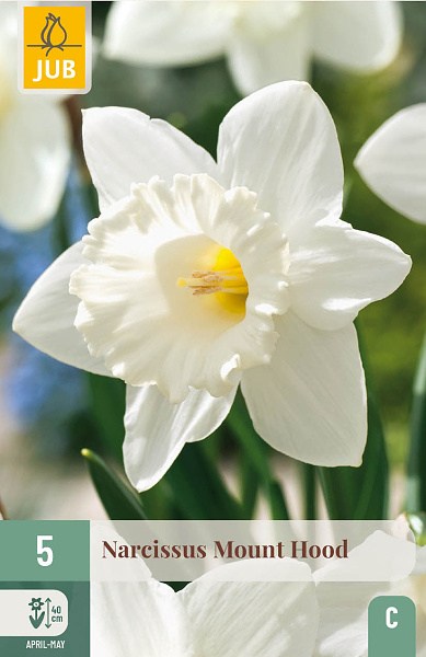 biely narcis, narcis, narcisy, kvety, cibuloviny, mount hood