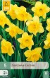 carlton, zlty narcis, jarne kvaty, kvety, cibuloviny, narcisy, cibulky kvetov