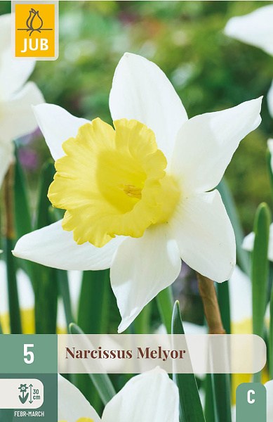 kvety, cibule kvetov, cibuloviny, kvetove cibulky, narcisy, narcis