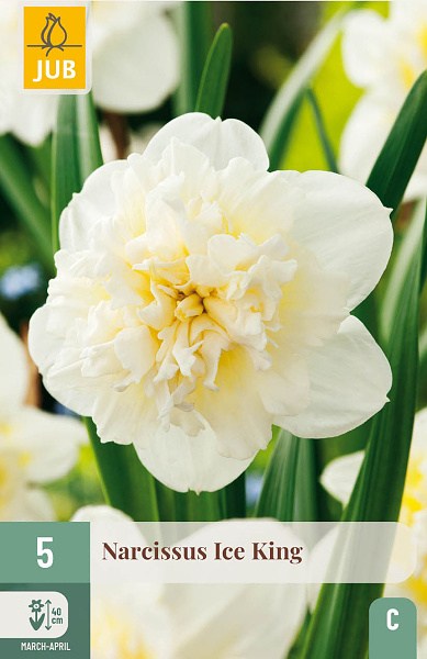 ice king, narcis, cibuloviny, kvety, narcisy