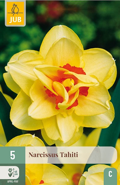 zlty narcis, kvety, cibuloviny, narcisy, jarne kvety