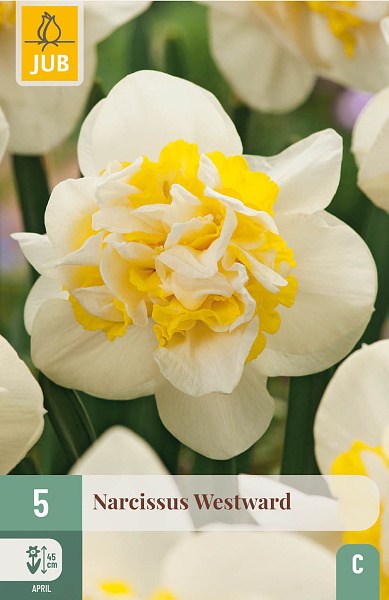 Narcis, Westward, cibuloviny, kvety, narcisy