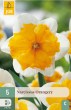 Narcis, Orangery, cibuloviny, narcisy, cibulky kvetov, kvety