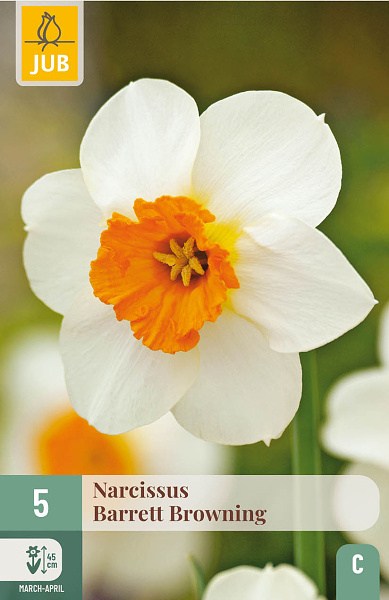 narcis, cibuloviny, kvety, kvetove cibule, bielooranzovy narcis, barrett browning