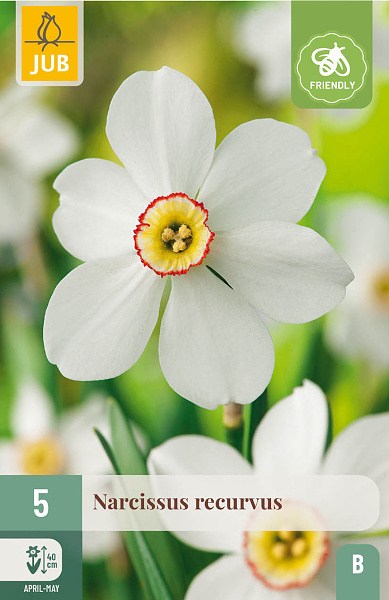 cibuloviny, kvety, recurvus, narcis, narcisy, cibulky kvetov,