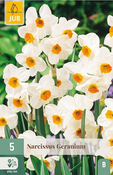 Geranium, narcis, narcisy, cibuľoviny, biely narcis, kvet, jarne kvety
