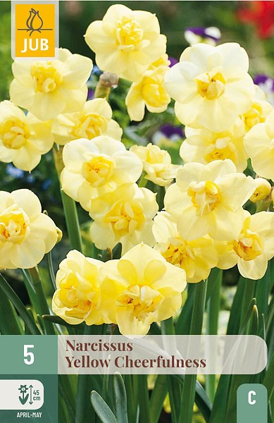 narcisy, narcis, cibuloviny, kvety, yellow cheerfulness