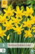 february gold, narcisy, cibuloviny, kvety, narcis