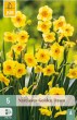 golden dawn, narcis, cibuloviny, kvety, kvetove cibule, zlte kvety
