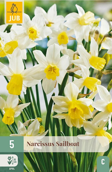 Sailboat, cibulky kvetov, cibuloviny, kvety, narcis, narcisy,