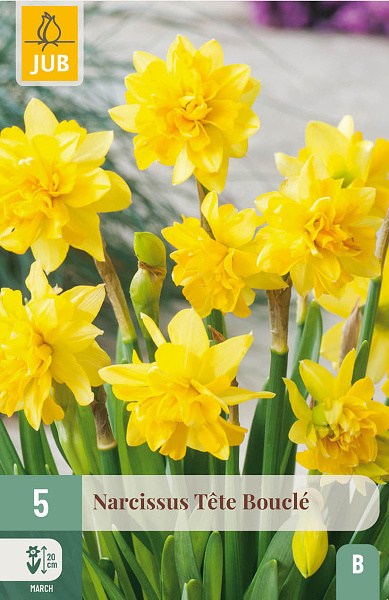 narcisy, narcis tete a tete, zlty narcis, zlte kvety, kvety, cibuloviny, cibulky kvetov