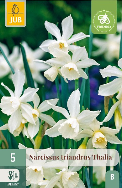 biely narcis, cibuloviny, white marvel, kvety, cibulky kvetov,