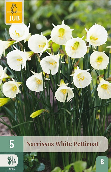 biely narcis, cibuloviny, Narcis White Petticoat, kvety, cibulky kvetov,