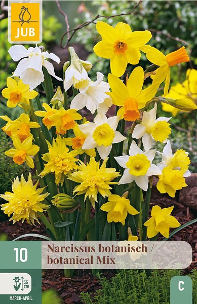 botanické narcisy, maličké narcisy, cibuloviny, narcisy, cibulky, kvety