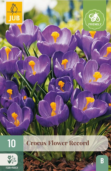 krokus, flower record, cibuľoviny, krokusy, kvety, 