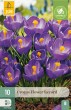 krokus, flower record, cibuľoviny, krokusy, kvety, 
