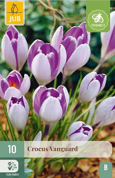 fialkový krokus, krokusy, krokusky, krokus, šafrán, cibuľoviny,