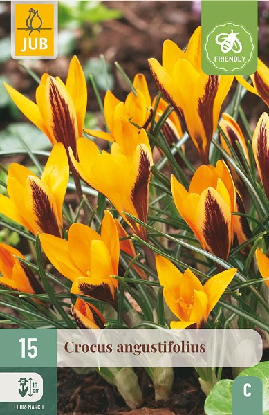 Krokus angustifolius, zlty krokus, krokusy, cibuloviny, kvety,