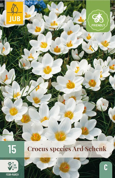 Krokus Ard Schenk, krokusy, krokus, cibuľoviny, kvety,