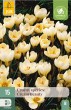 Krokus Cream Beauty, kremovy krokus, krokus, cibuloviny, kvety,