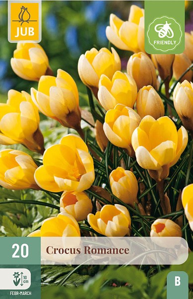 Krokus Romance