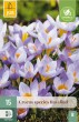  Krokus Rosalind