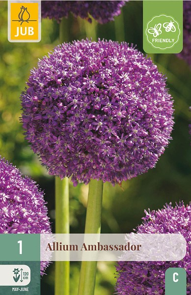 okrasny cesnak, Allium , kvety, cibuloviny, cibule kvetov