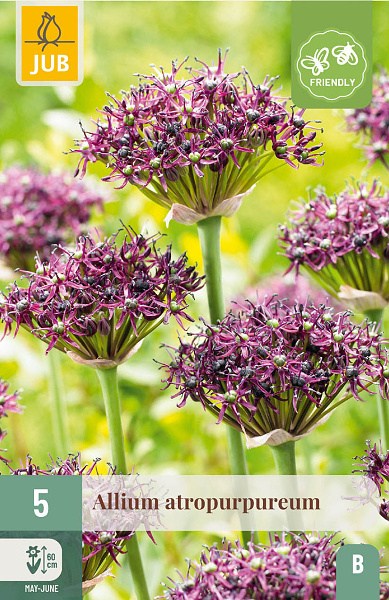 okrasny cesnak, Allium Atropurpureum, kvety, cibuloviny, cibule kvetov