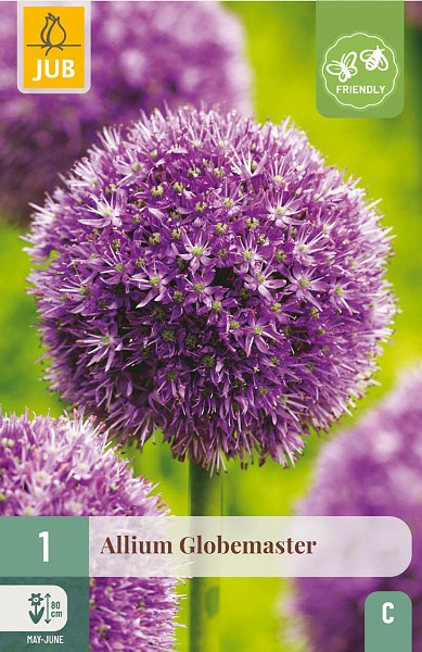 kvety, Cibuľoviny, Okrasný Cesnak Allium Globemaster, kvetove cibulky,