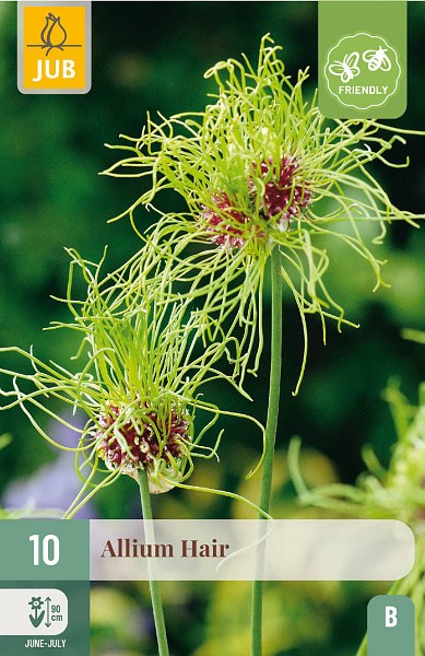 okrasny cesnak, cibuloviny, allium, allium hair, cibulky kvetov