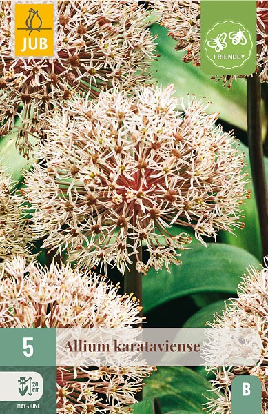 okrasny cesnak,kvety, cibuloviny, cibule kvetov, Allium Karataviense