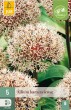 okrasny cesnak,kvety, cibuloviny, cibule kvetov, Allium Karataviense