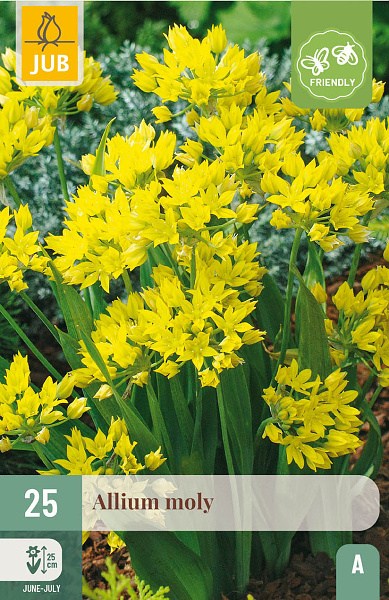 zlty okrasny cesnak, Allium Moly