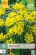 zlty okrasny cesnak, Allium Moly