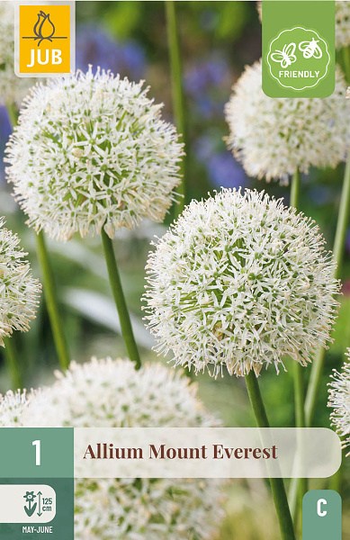 Allium Mount Everest