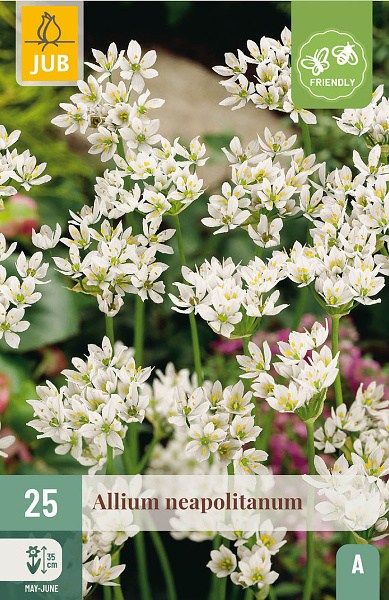 biely okrasný cesnak, Allium Neapolitanum, cibuloviny, kvety, cibule kvetov, cibulky kvetov,