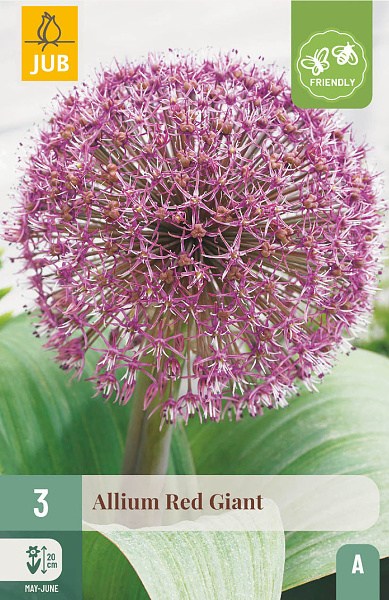 okrasny cesnak, Kvety, Cibuľoviny, Allium RED GIANT