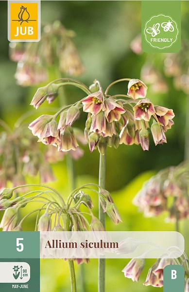 Kvety, Cibuľoviny, Okrasný Censak, Allium siculum