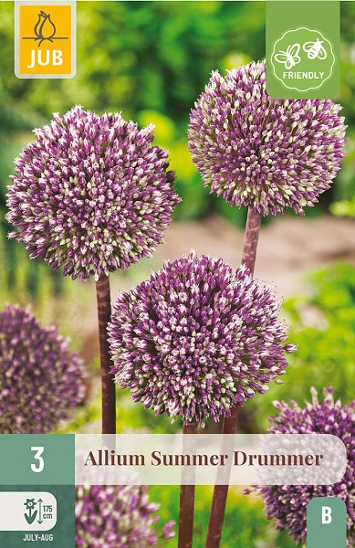 okrasny cesnak, Allium Summer Drummer , kvety, cibuloviny, cibule kvetov