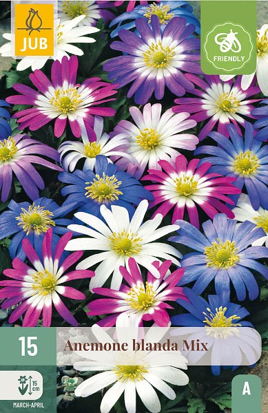 Cibuľoviny, Veternica, Anemone blanda Mix