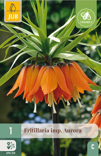 Cibuľoviny, Cibule korunovky, Fritillaria imperialis Aurora
