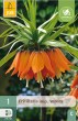 Cibuľoviny, Cibule korunovky, Fritillaria imperialis Aurora
