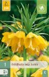 Cibuľoviny, Cibule korunovky, Fritillaria imperialis Lutea