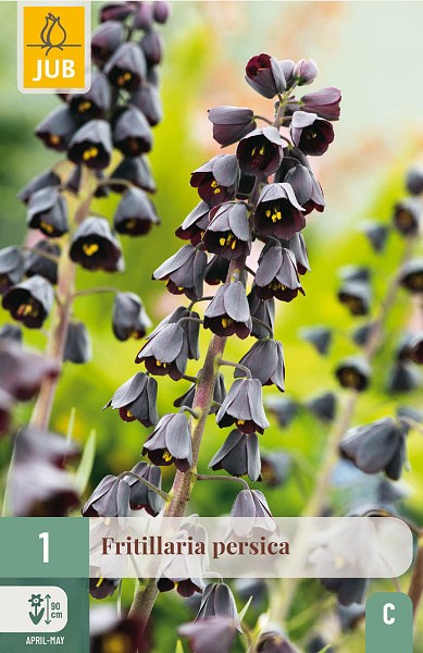 Cibuľoviny, Cibule korunovky, Fritillaria persica