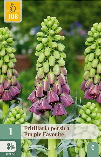 Cibuľoviny, Cibule korunovky, Fritillaria persica
