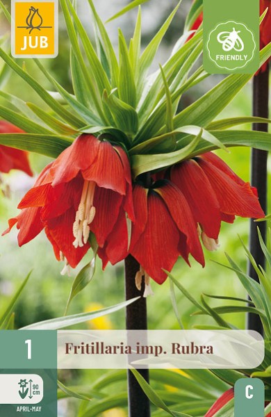Cibuľoviny, Cibule korunovky, Fritillaria imperialis Rubra