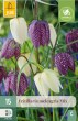 Cibuľoviny, Cibule korunovky, Fritillaria meleagris mix