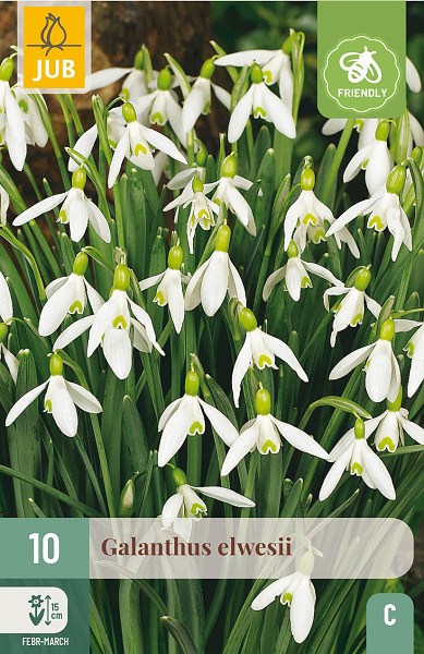 Cibuľoviny, Cibule snežienky, Snežienka Galanthus Elwesii