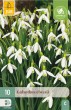 Cibuľoviny, Cibule snežienky, Snežienka Galanthus Elwesii
