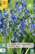 Cibuľoviny, Hyacinthoides hispanica Blue